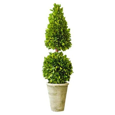 Box Mixed Topiary in Pot Size: 24" H