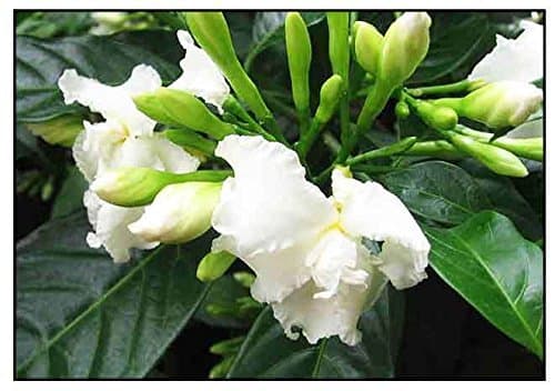 Beautiful T. divaricata Plant