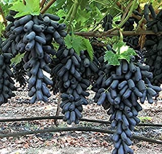 Hari Giver Garden Grape Plant Moon Drops Black Seedless Grape plant 1 Healthy Vine Cutting Plant With Mini Black Pot
