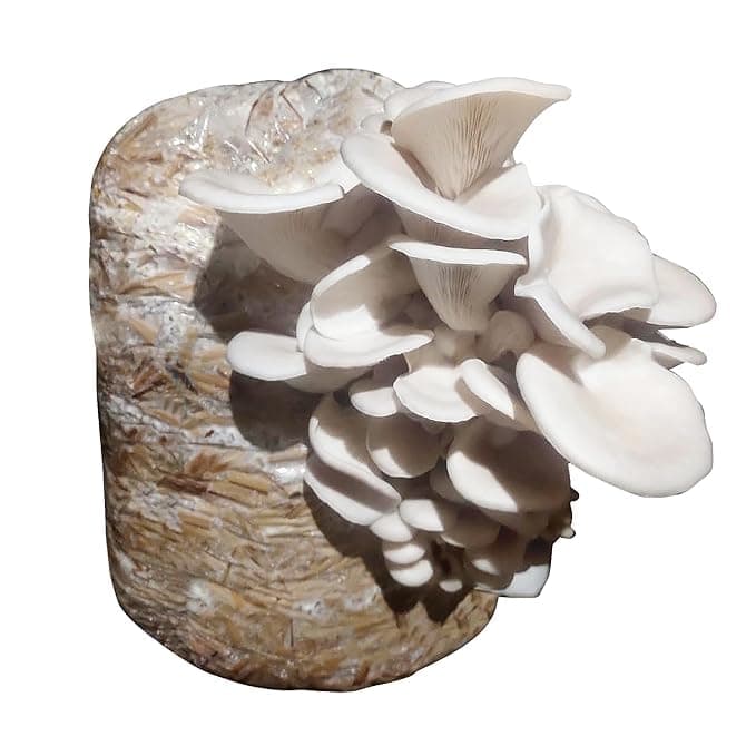 White Oyster Mushroom Spawns (300, Grams)