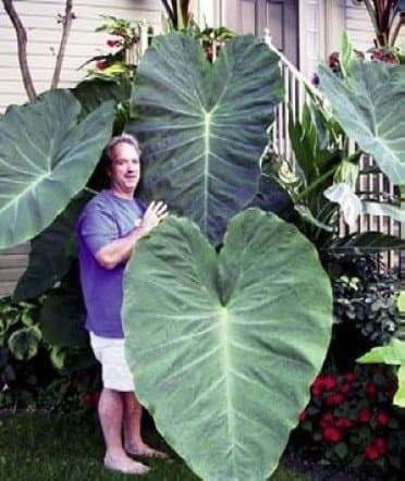 Jack's Giant's Elephant Ears in 4 inch Containers (3 Pots of Plants)