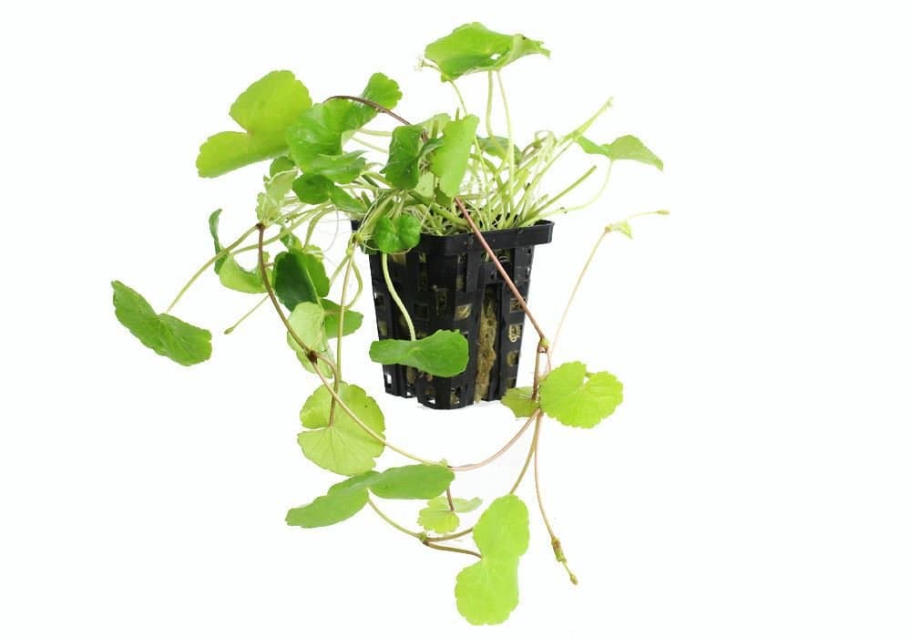 Hydrocotyle leucocephala (Brazilian pennywort)