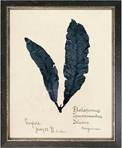 Maxxi Designs No.2 Capistrano Seaweed Framed Artwork Saudi Blue in an Antique Frame with Italian Patina, 16" x 20", Black