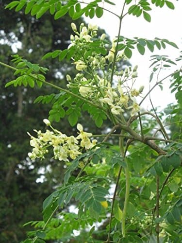 Moringa Tree - 1 Starter Plant - 4" to 8" Tall - Ship in 4" Pot