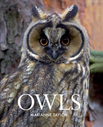 Owls Hardcover – February 19, 2015