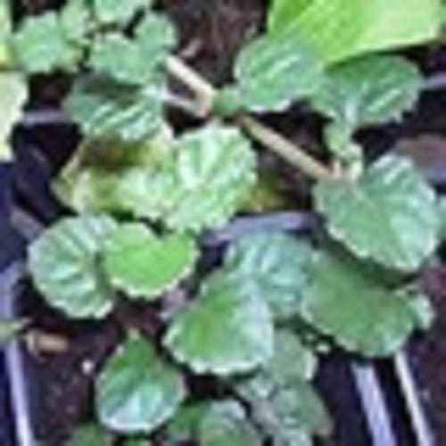 Red Stem Trailing Swedish Ivy Starter Plant