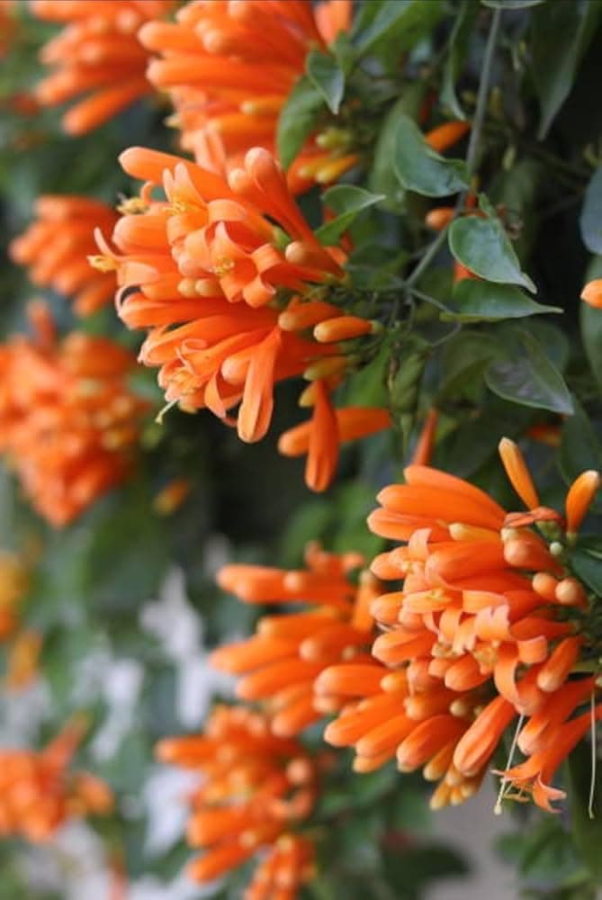 Flame vine creeper plants,Orange firecracker vine plant, venusta flame vine pack of 1