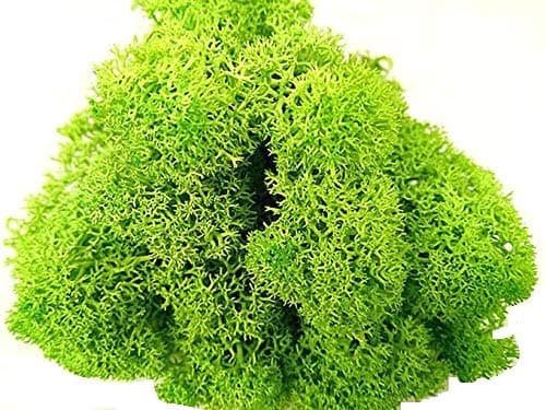 Preserved Reindeer Moss - 2 oz Bag (Spring Green)