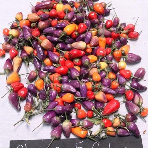 Chinese 5 Color Pepper 10+ Seeds