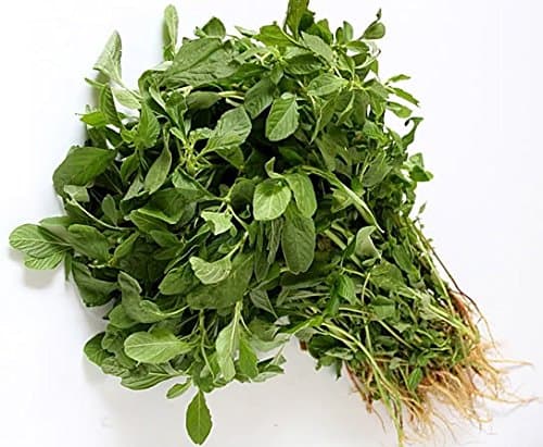 Splendour Seeds Spinach seeds Amaranthus dubius seeds (2 gms pack)
