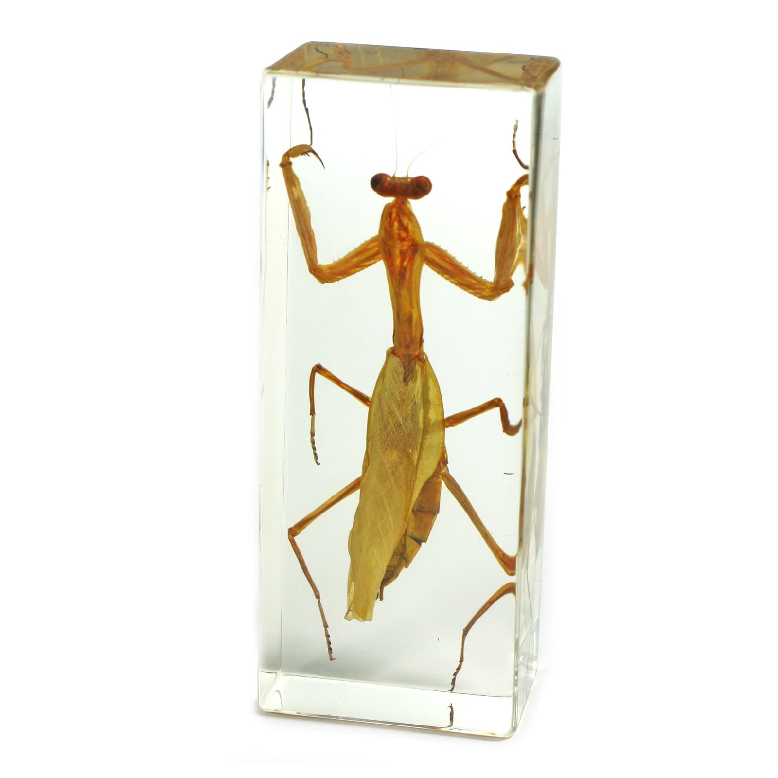 REALBUG Praying Mantis Paperweight (4.4x1.6x1.1)