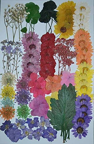 131 pcs LoveDiyLife Mixed Multiple Pressed Flowers, Mini Rose, Daisy, Larkspur, Queen Anne's Lace Real Pressed Dried Flowers