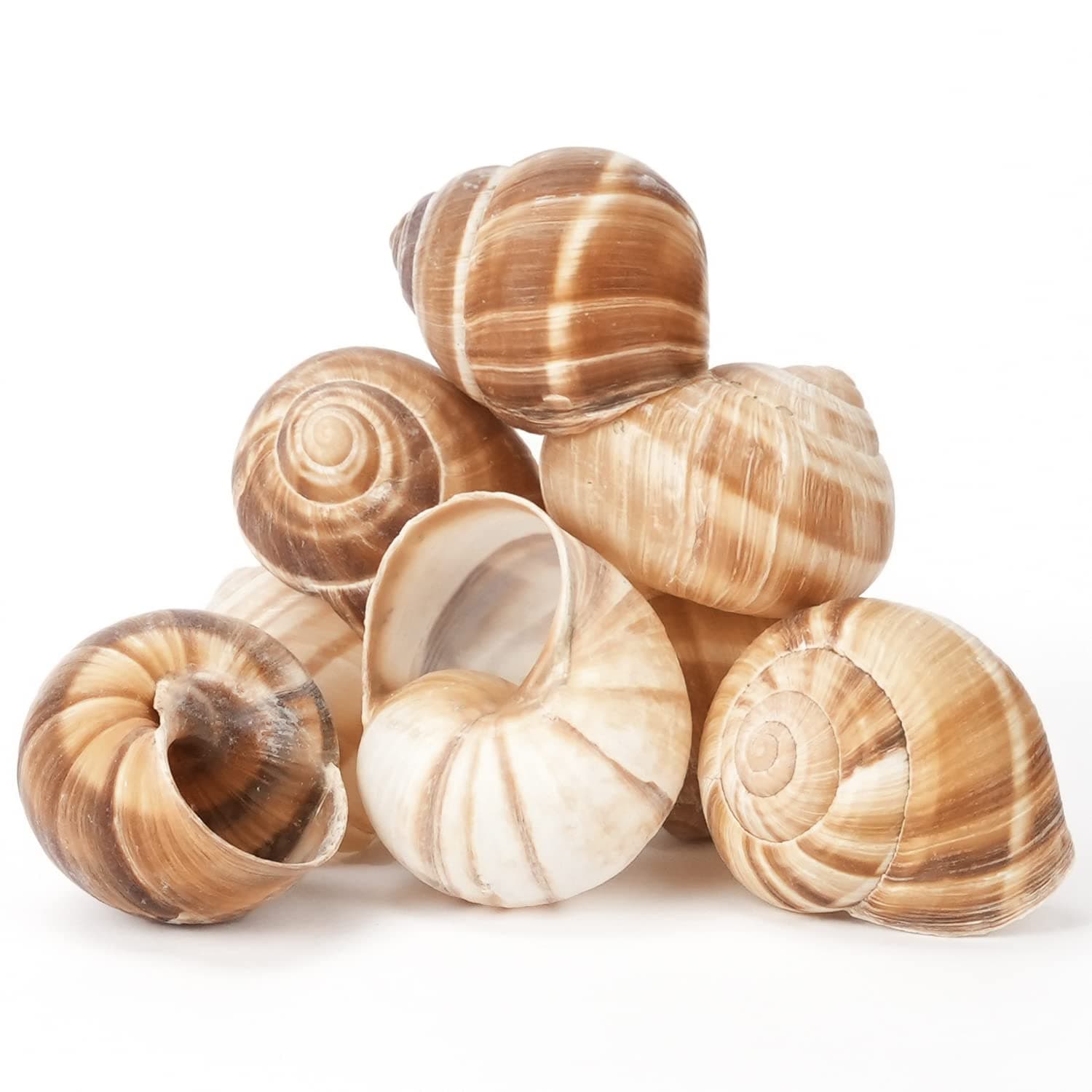 Escargot Snails Empty Giant Shells - 24 pcs - Extra Large Escargot Shells – Premium Quality - Imported from France