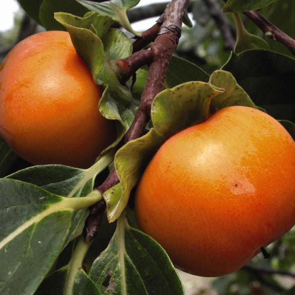Delicious Fruit Persimmon Kaki Tree - Non-Astringent Sharon Fruit - Self-Fertile - Hardy and Ornamental - Easy to Grow - 1x 7 Litre Potted Plant by Thompson & Morgan