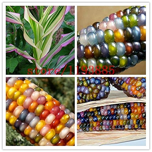 corn seeds Authentic Glass Gem Indian Corn Seeds! Heirloom, Rainbow, Non-GMO vegetable seeds for home garden planting