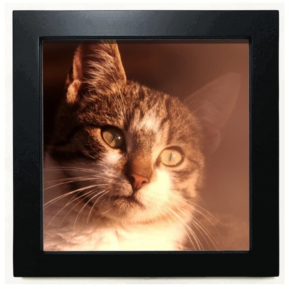 no/no Animal Sentimental Cat Simpol Shoot Black Square Frame Picture Wall Tabletop