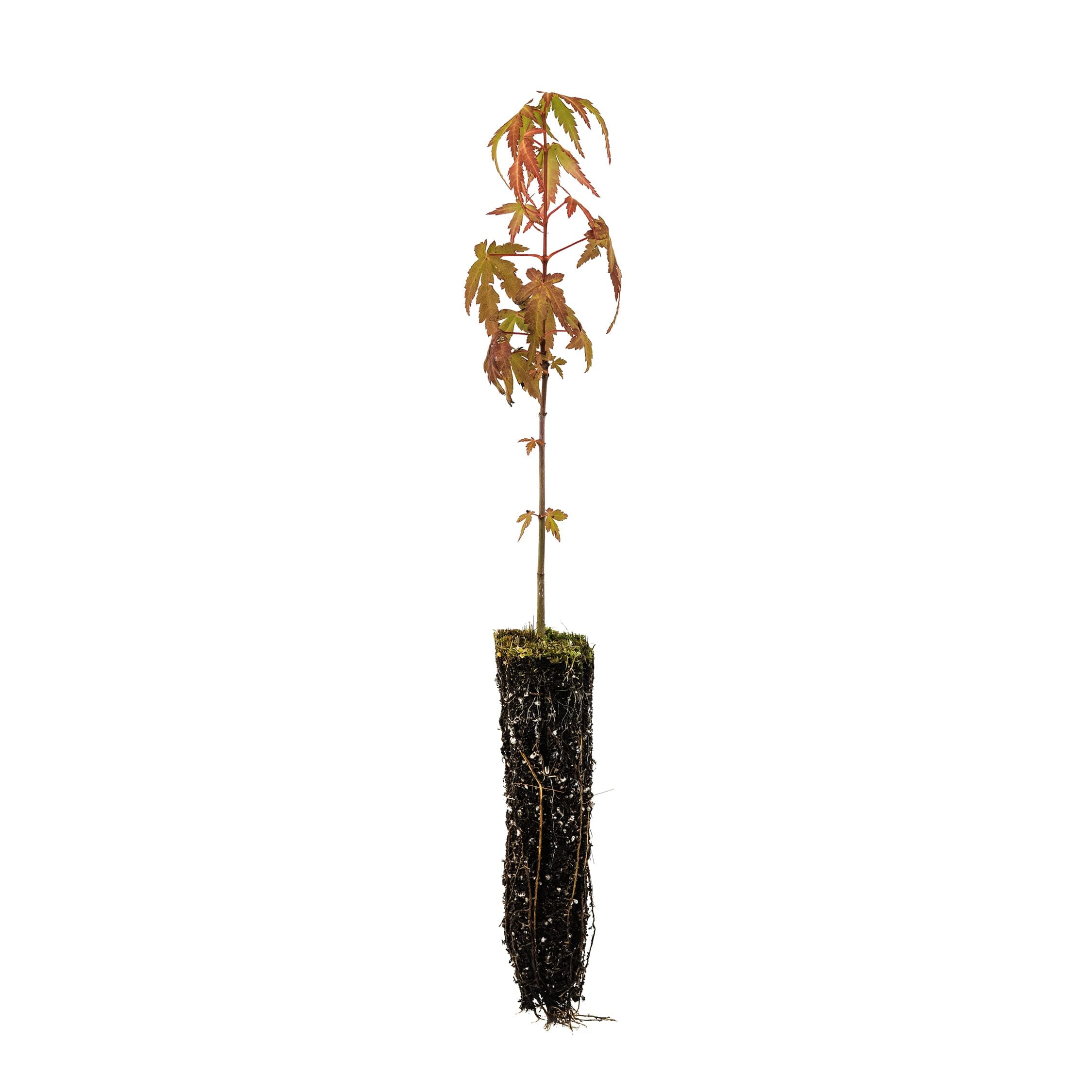 Japanese Maple | Small Tree Seedling | The Jonsteen Company