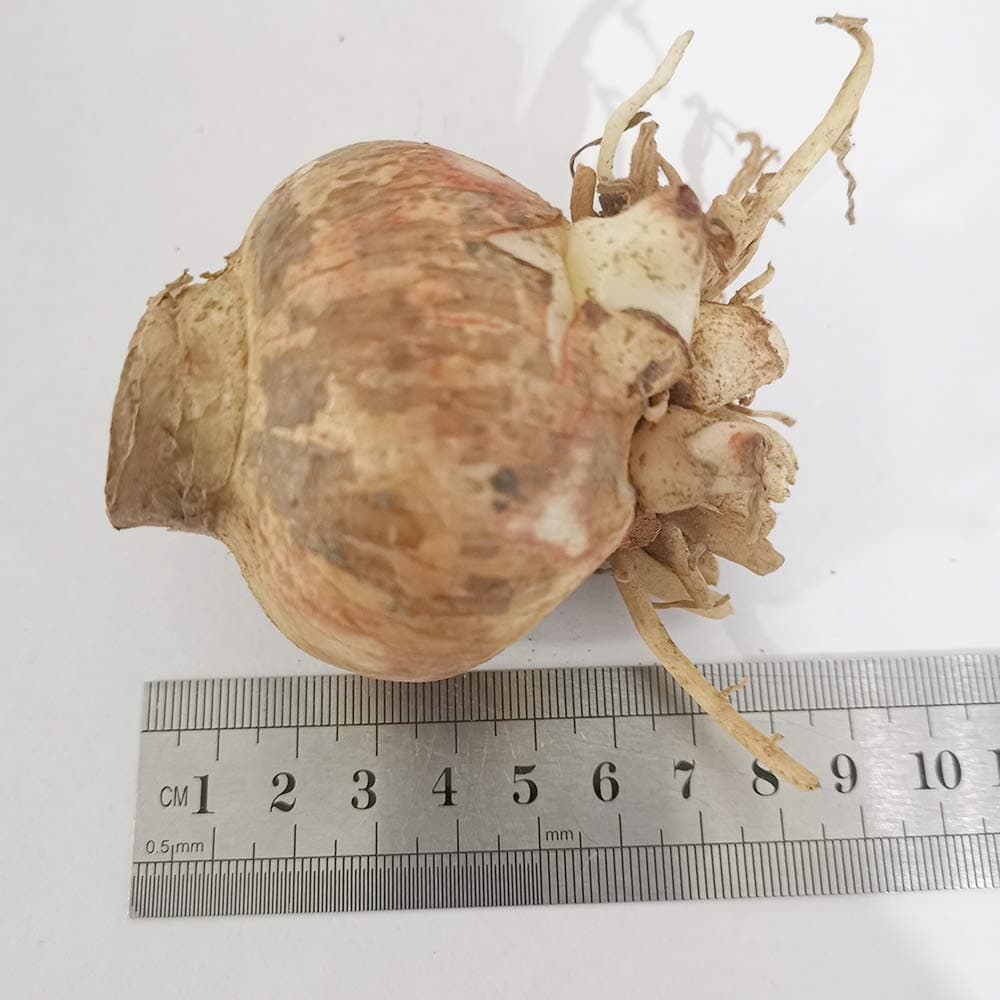 Red Lion Jumbo Amaryllis - 1 bulb