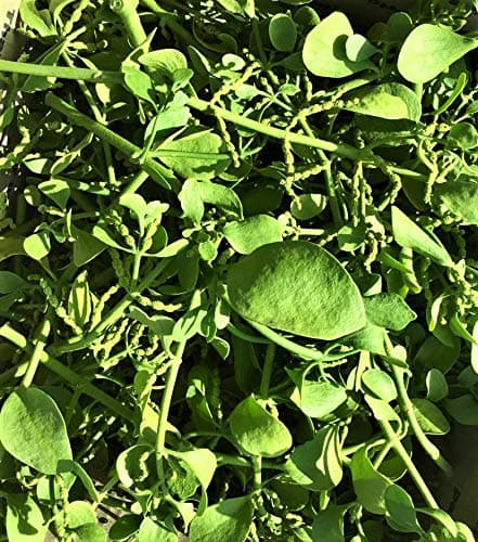 ALLO Botanicals Mistletoe - Loose Sprigs, Bulk - 1/2 Pound - Fresh, Real, All Natural