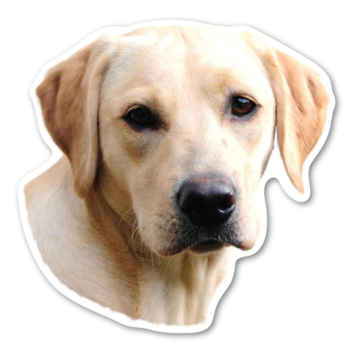 Magnet America Yellow Labrador Retriever