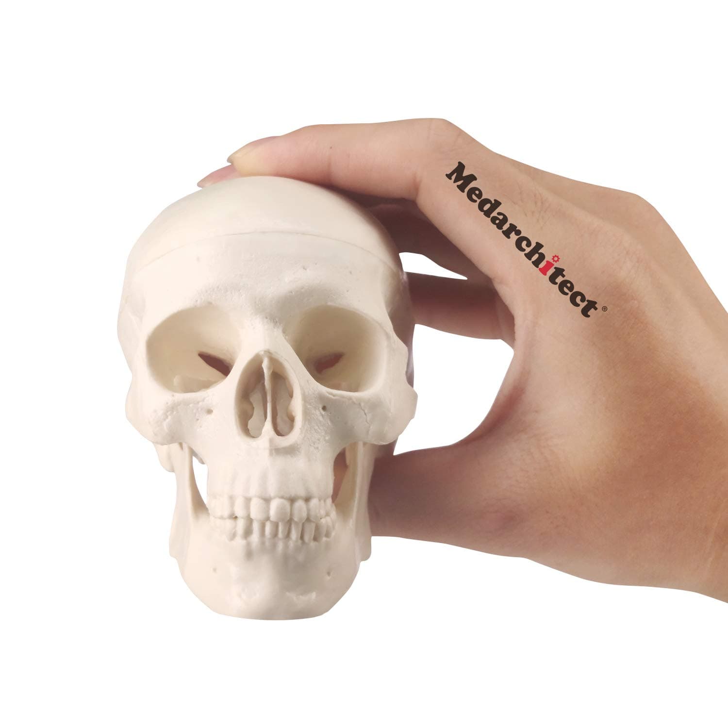 Medarchitect Mini Skull Model Small Size Human Anatomy Skull Model with Moving Jaw and Articulated Mandible for Drawing Cranium Medical Education, Decoration, Art Student Sketching