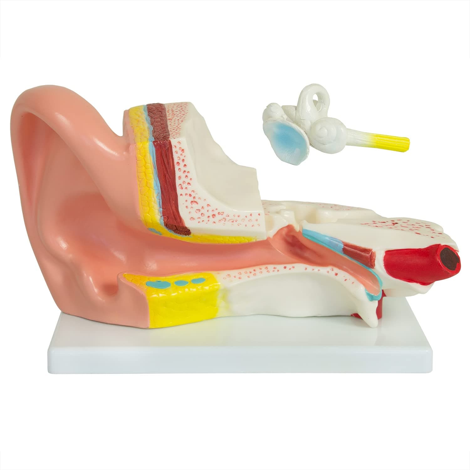 Human Ear, 3X Enlarged Model of MedMod