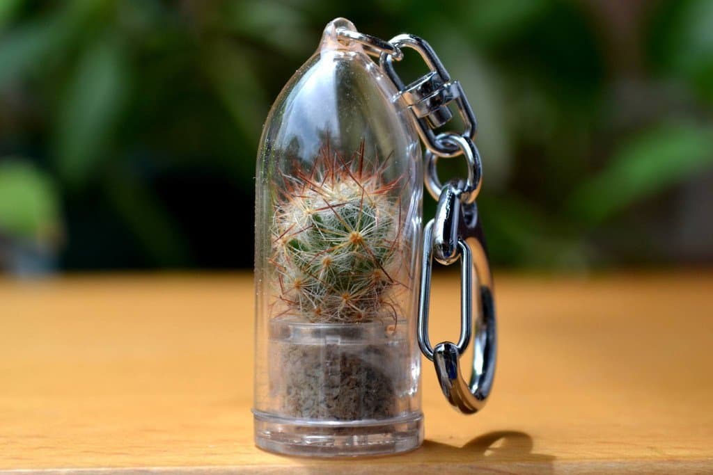 Shining Knight Cactus Terrarium Keychain Accessory. Nature Gift.