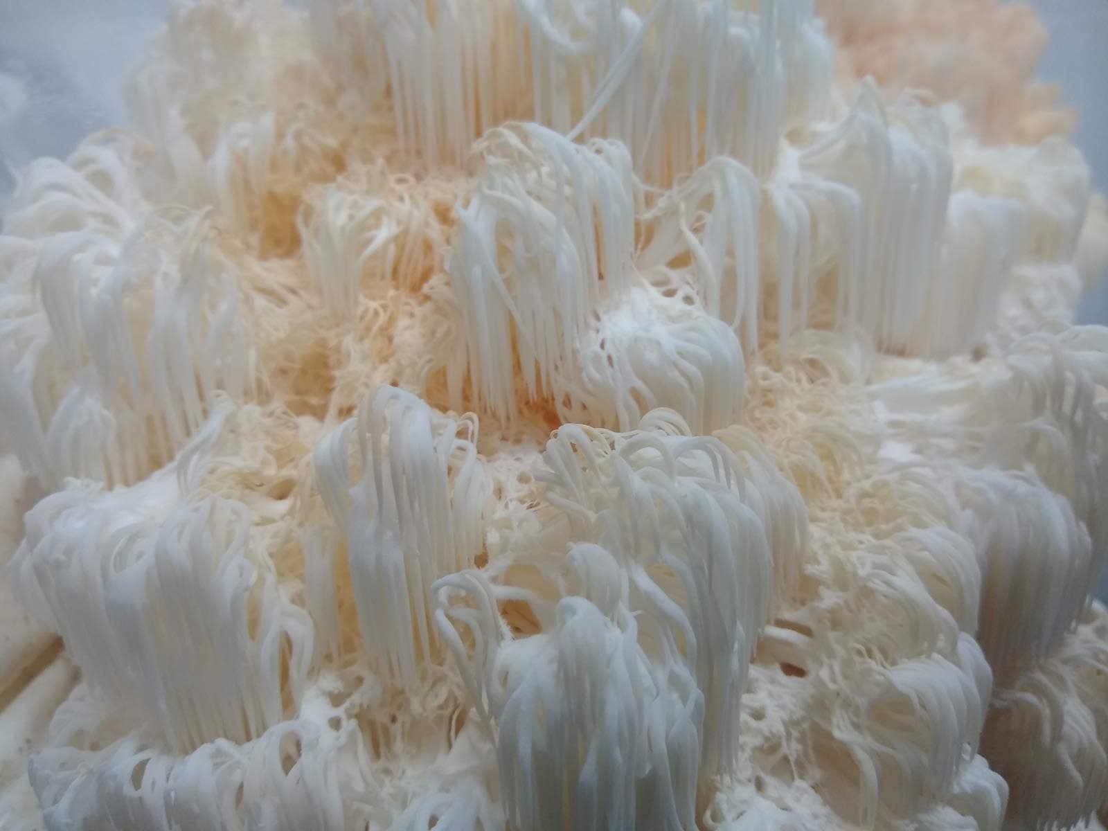 Fresh Picked Organic Lion's Mane Mushrooms