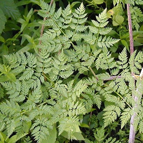 Poison Hemlock (Conium maculatum) - Grow Now or Store for Future Planting - Capsule of 30 Seeds
