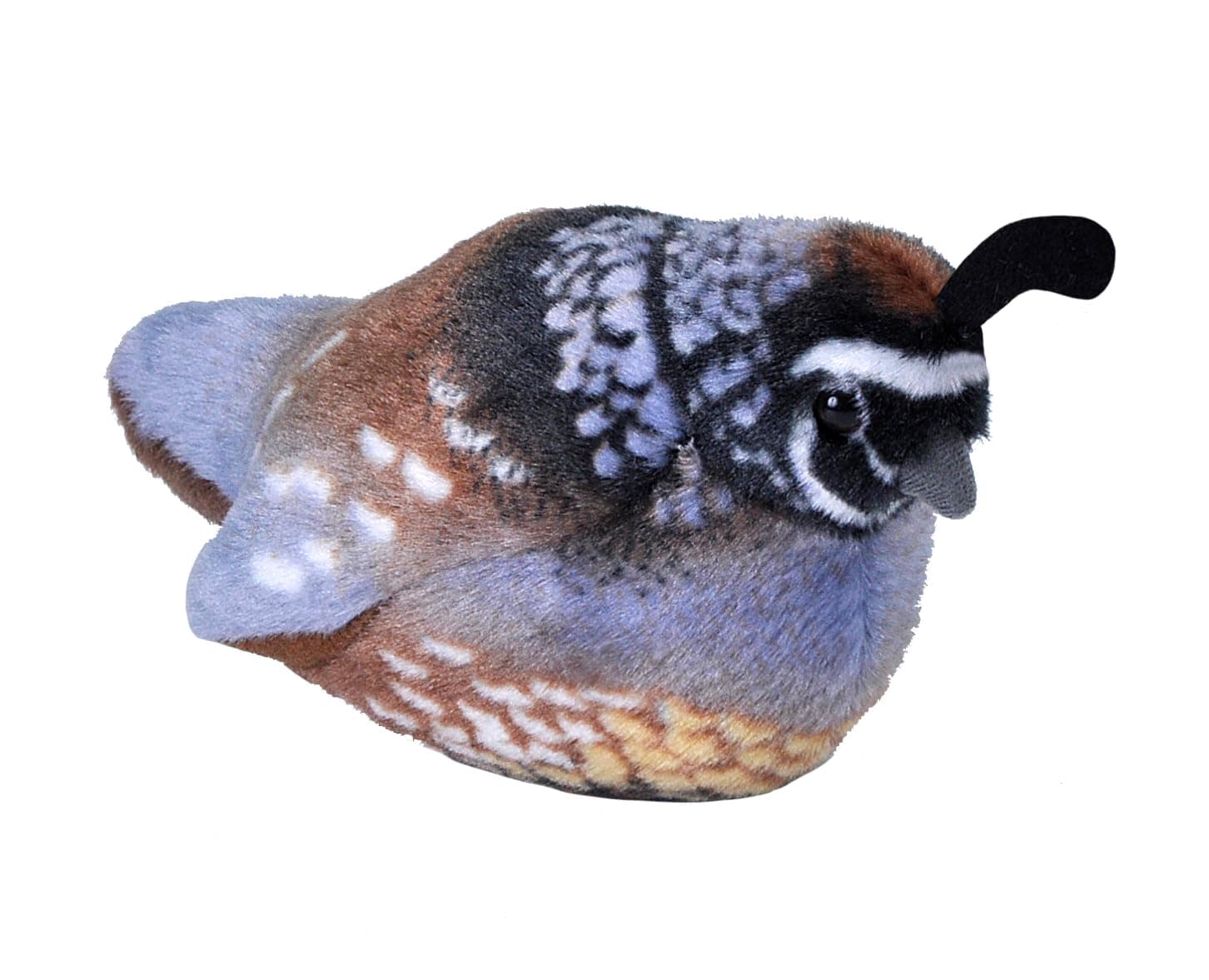 California Quail