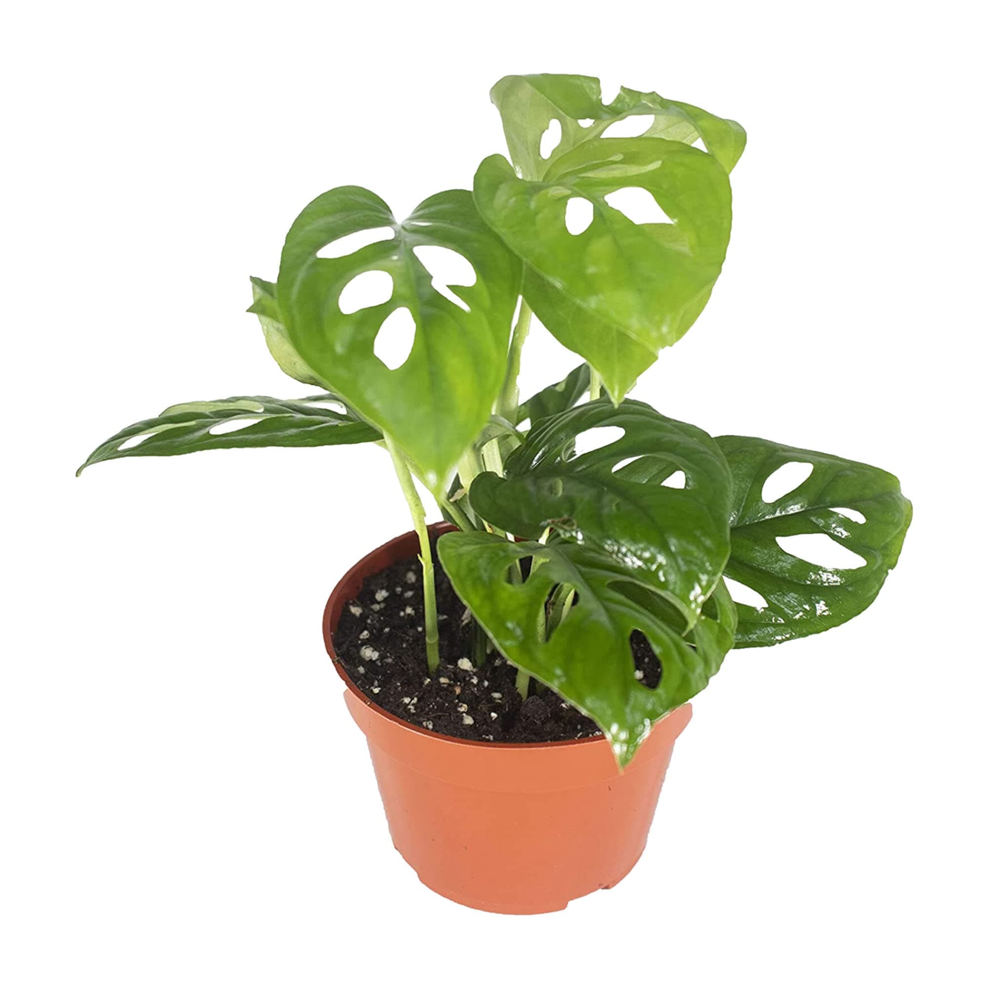 Monstera Adansonii Real Live Indoor Houseplants - Big Low Light Tropical Plant for Air Purifying Decorations - 4" Pots Easy Planting in Homes, Offices, and Outdoor Gardens