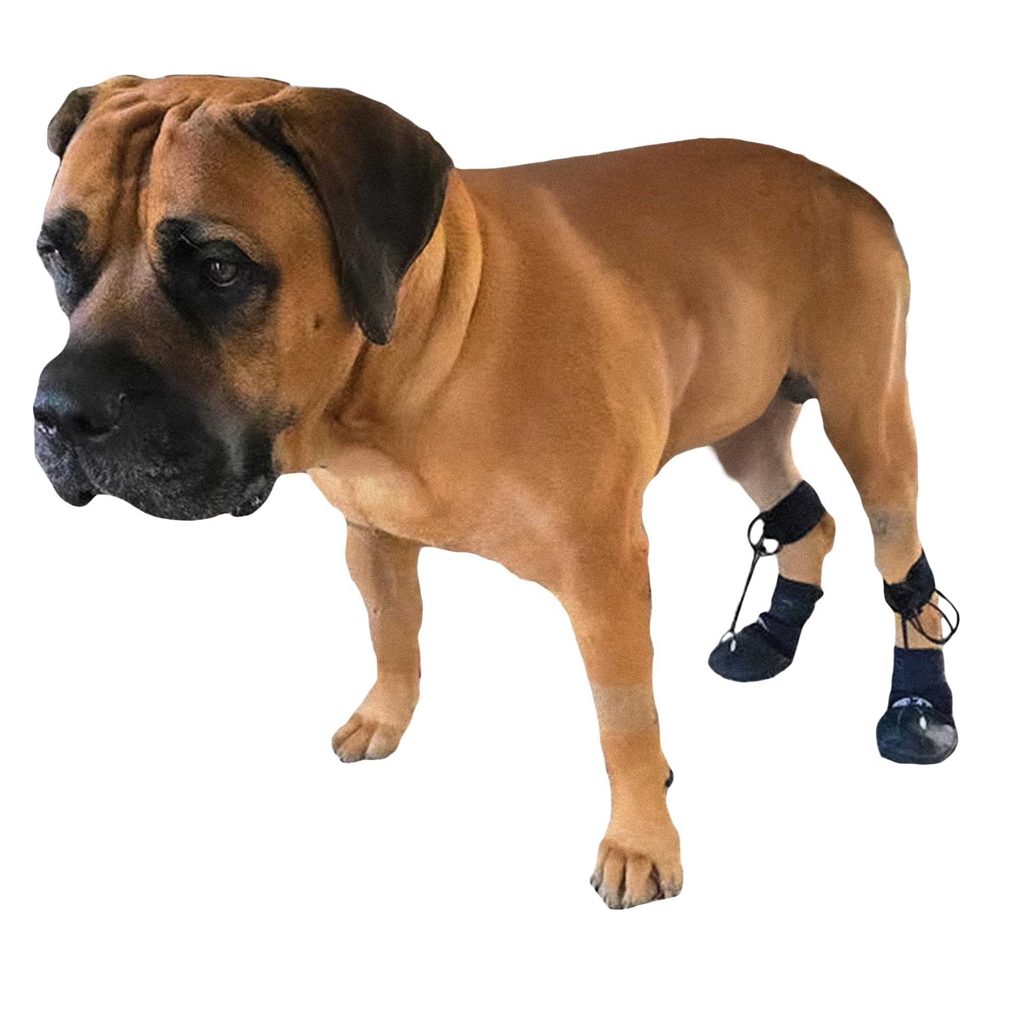 Toe'sUP WAlkaboot No Knuckle Boot/Prevent dragging Paws Ideal for Pets with Neurological Disorders Causing Front paw knuckling and dragging. (Small 1.5-2" paw Width)