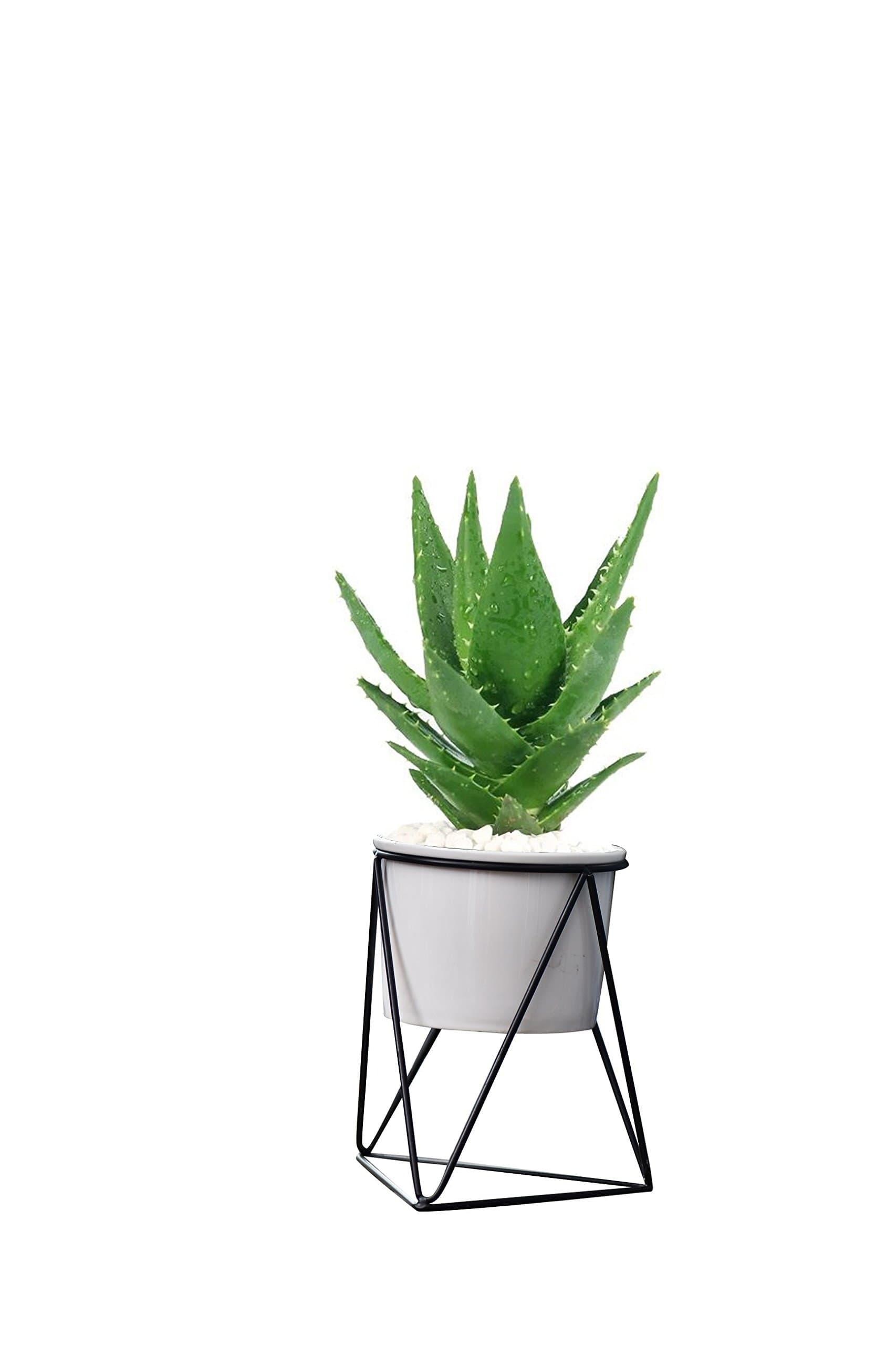 Lainey Indoor Planter Pot Modern Planter 6" Pot mid Century Moden Planter Metal Base Planter/Plan Pot Indoor/Office Plants/Plant Stand (White Black)