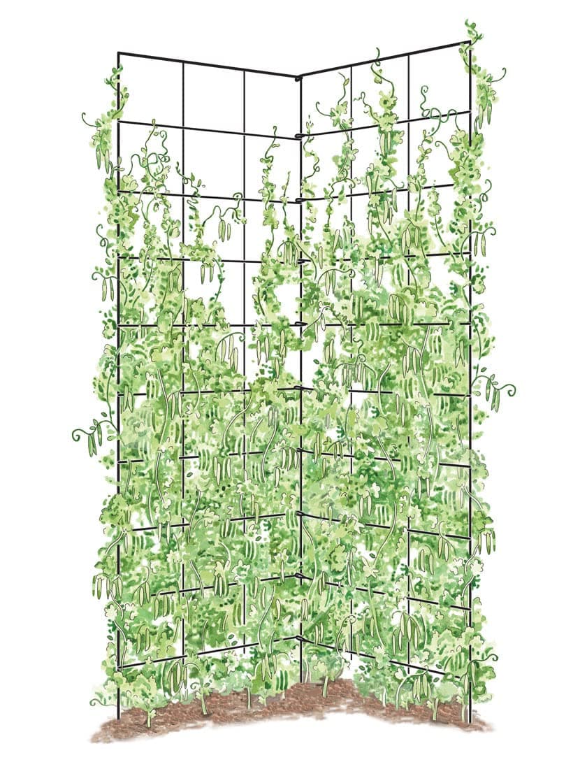Gardener's Supply Company Two Panel Folding Trellis | Sturdy & Tall Metal Frame for Outdoor Garden Plant Support Climbing Flowers and Vegetables | 35-1/2"W x 58" H