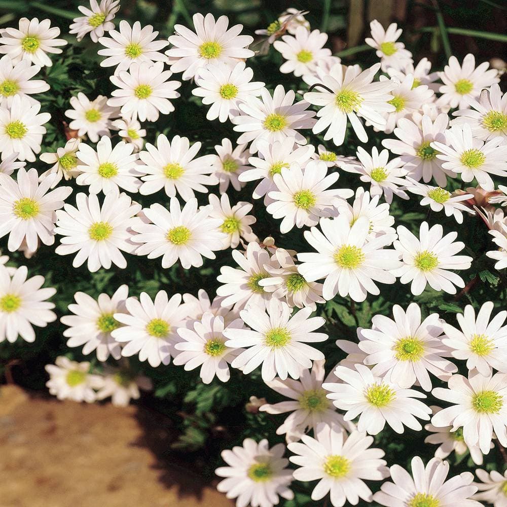 Anemone blanda White Splendour - 10 flower bulbs
