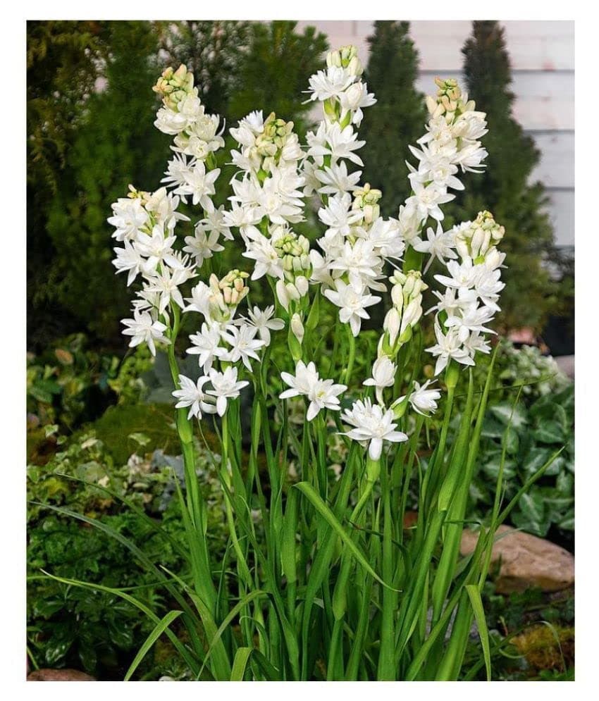 Double petal tuberose bulbs ( pack of 2 )