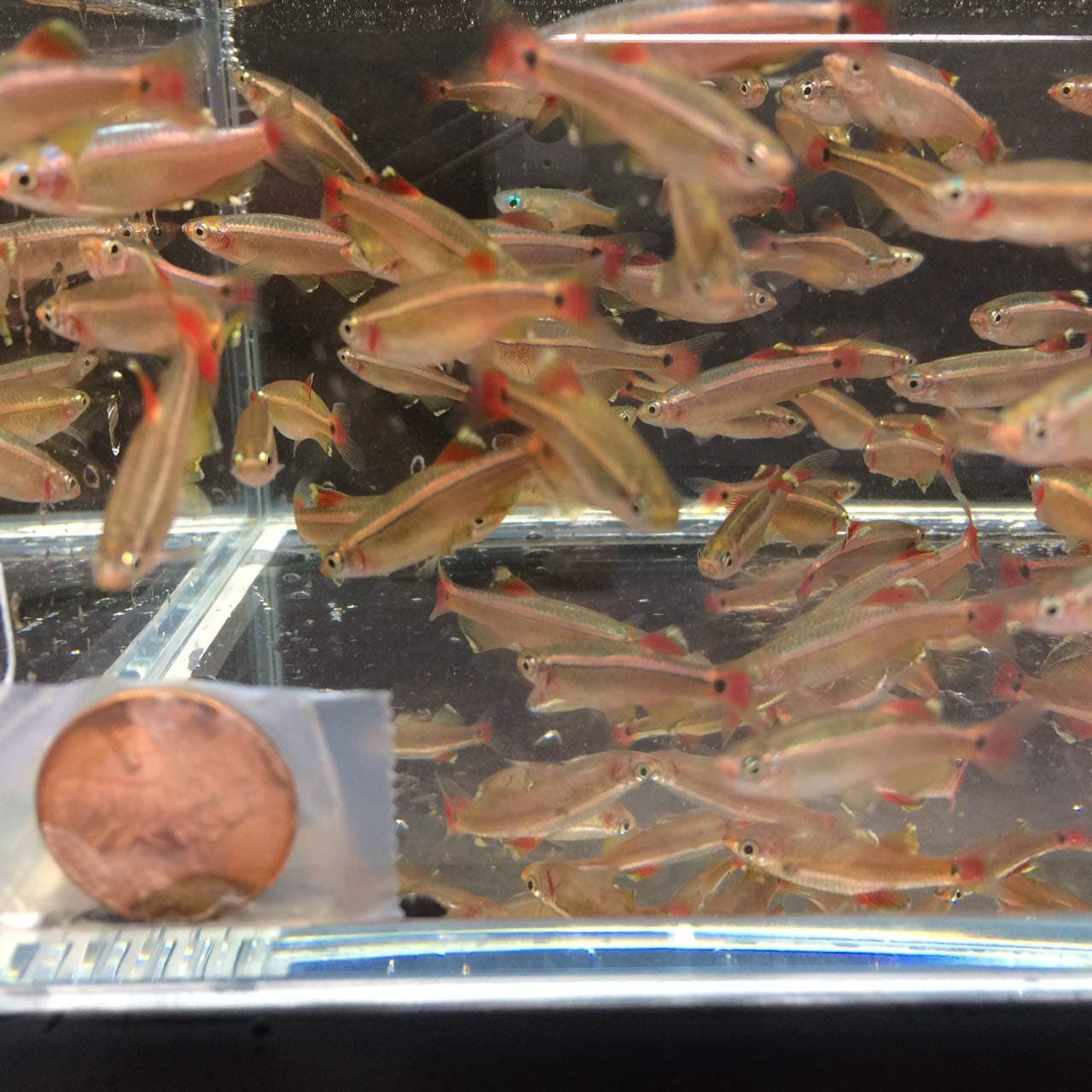 Aqua Huna White Cloud Mountain Minnow - 12 Pack (Size M)