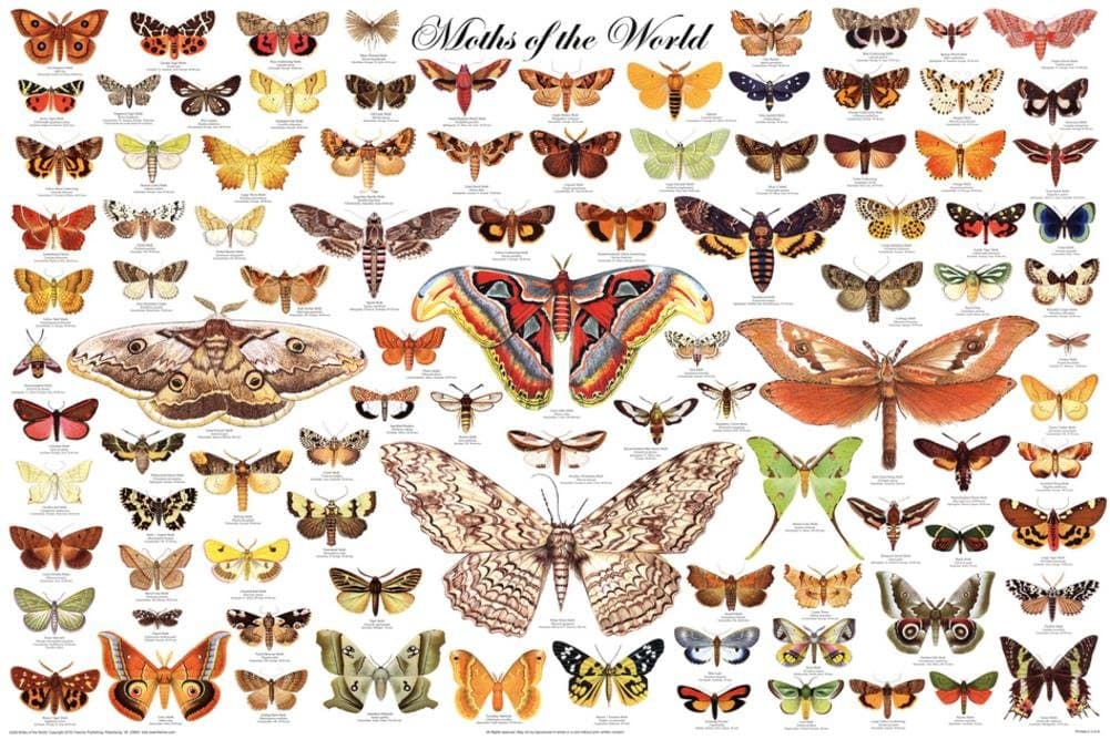 Laminated Moths of the World Educational Science Chart Poster Laminated Poster 24 x 36in