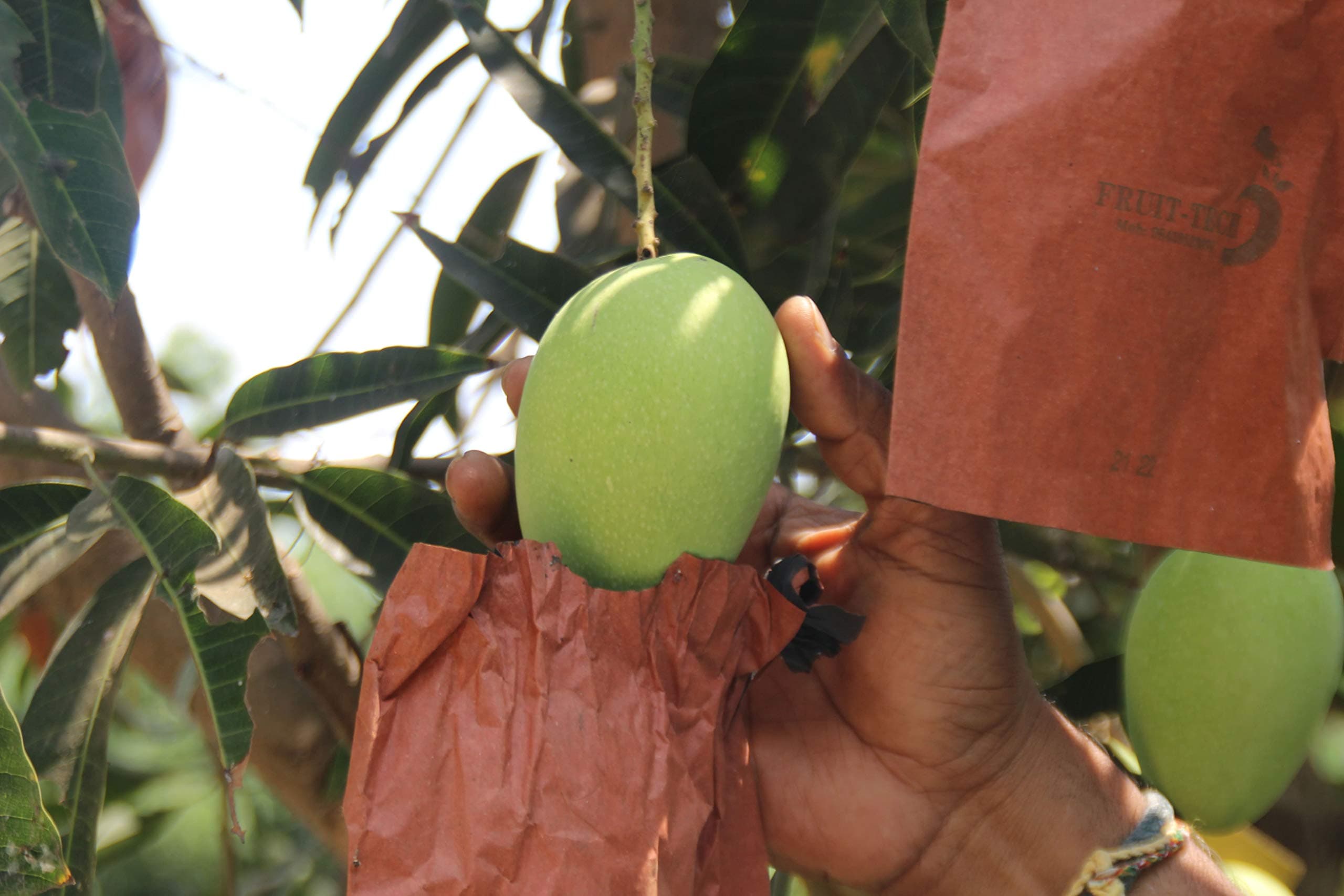 Fruit Tech Mango Protection Growth Covers and Bags (20X29 cm, Brick Red Color) - Pack of 100 Covers