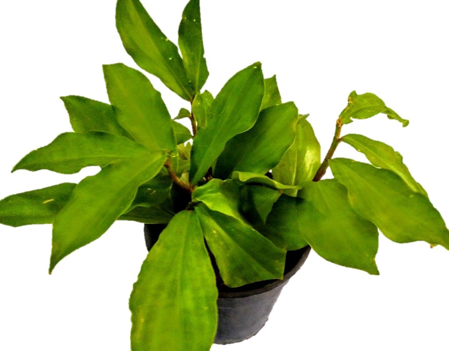 Klassic Insulin Indoor Plant - Costus Igneus"