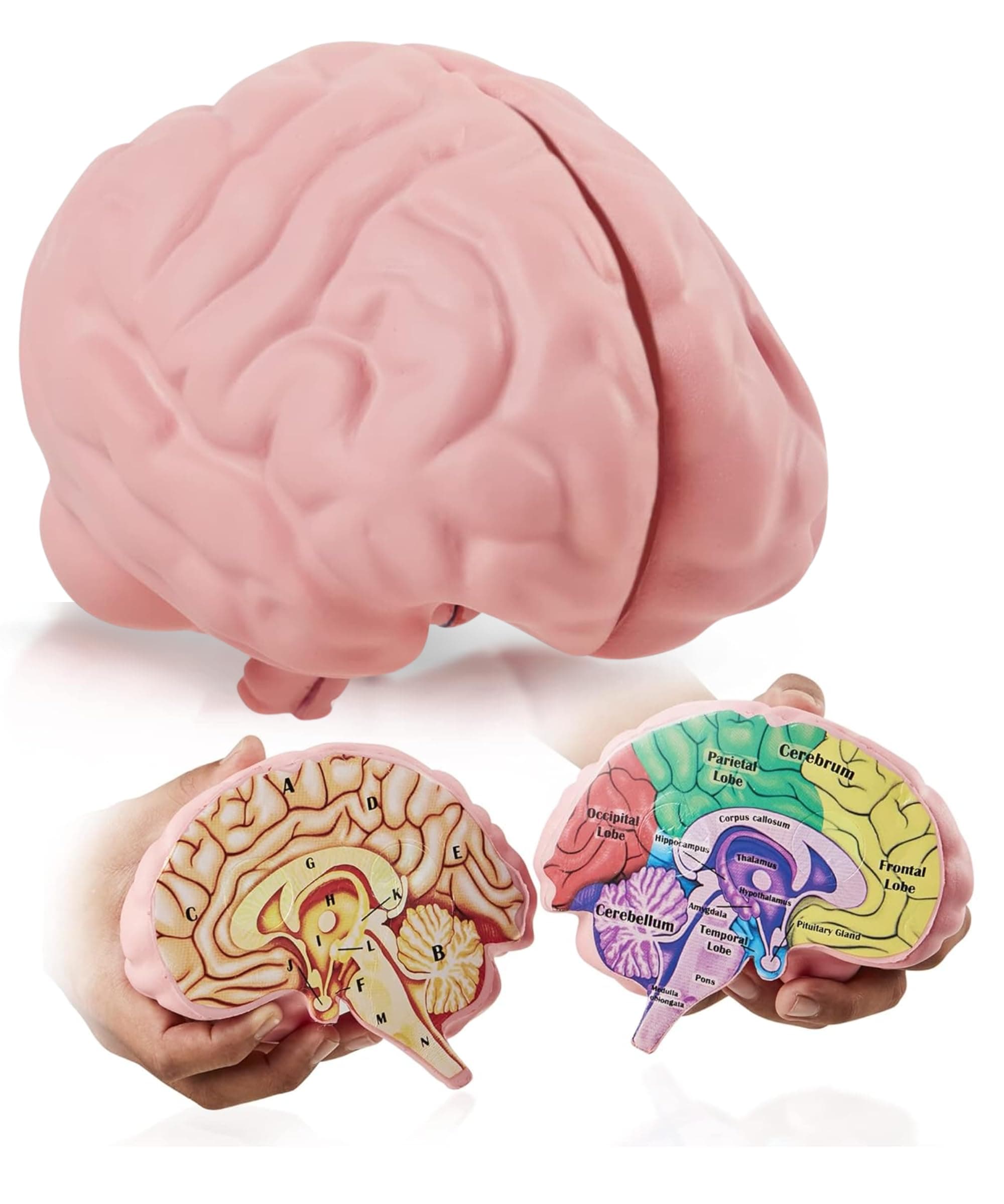 Cross Section Foam Brain Model | Free Stand, Answer Sheet & Digital Worksheet | Educational Tool Learning & Teaching Human Anatomical Function, Psychology, Biology or Science | 2 Labeled Half Pieces