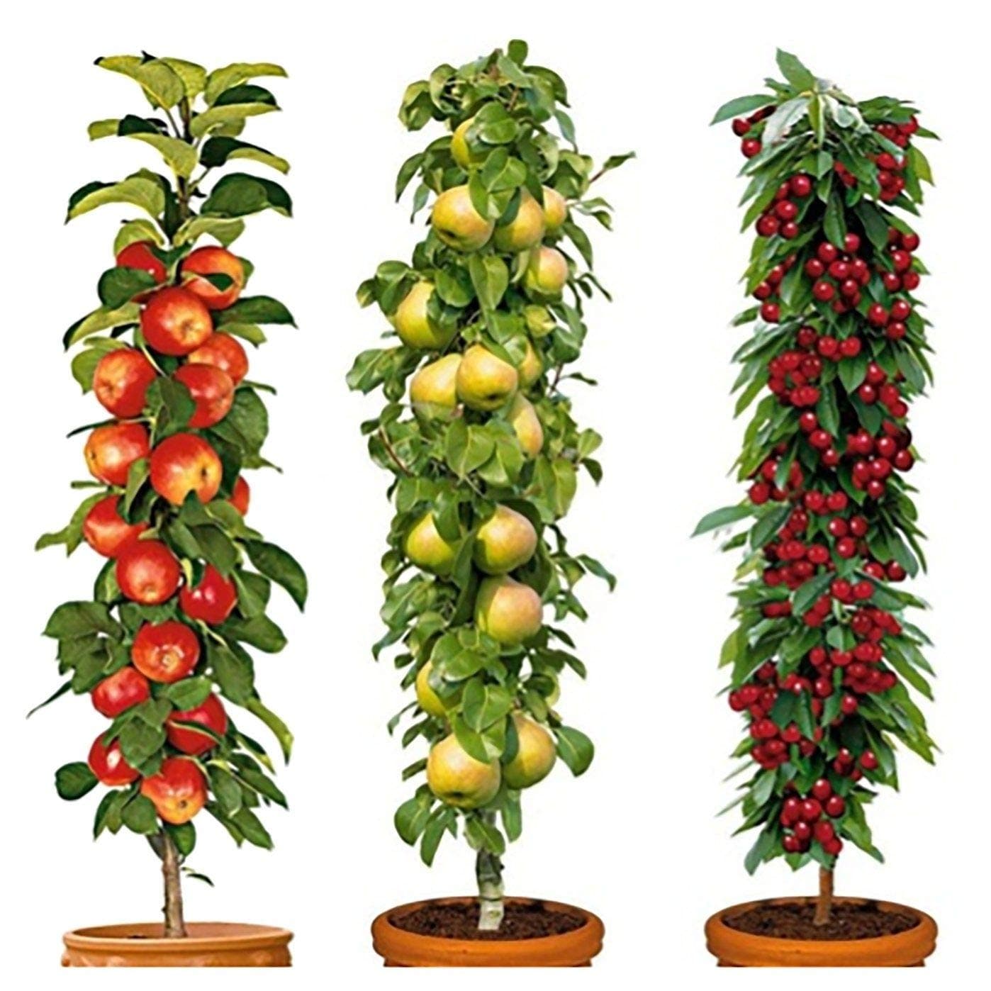 Column Fruit Trees (Set of 3) | easylife lifestyle solutions