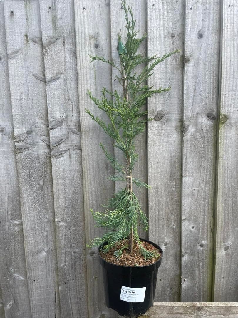 Juniper Blue Arrow Tree (Juniperus scopulorum 'Blue Arrow') - Elegant Tall Narrow Conifer - 3L pot | 40/60cm Tall