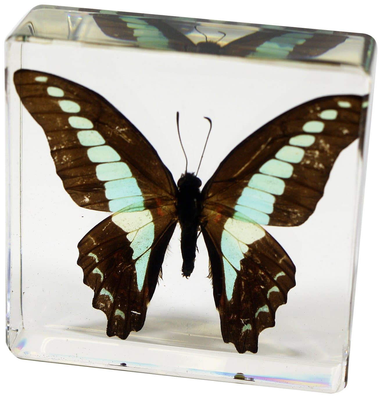 Common Blue Bottle Butterfly Paperweight(3 x 3 x 1)