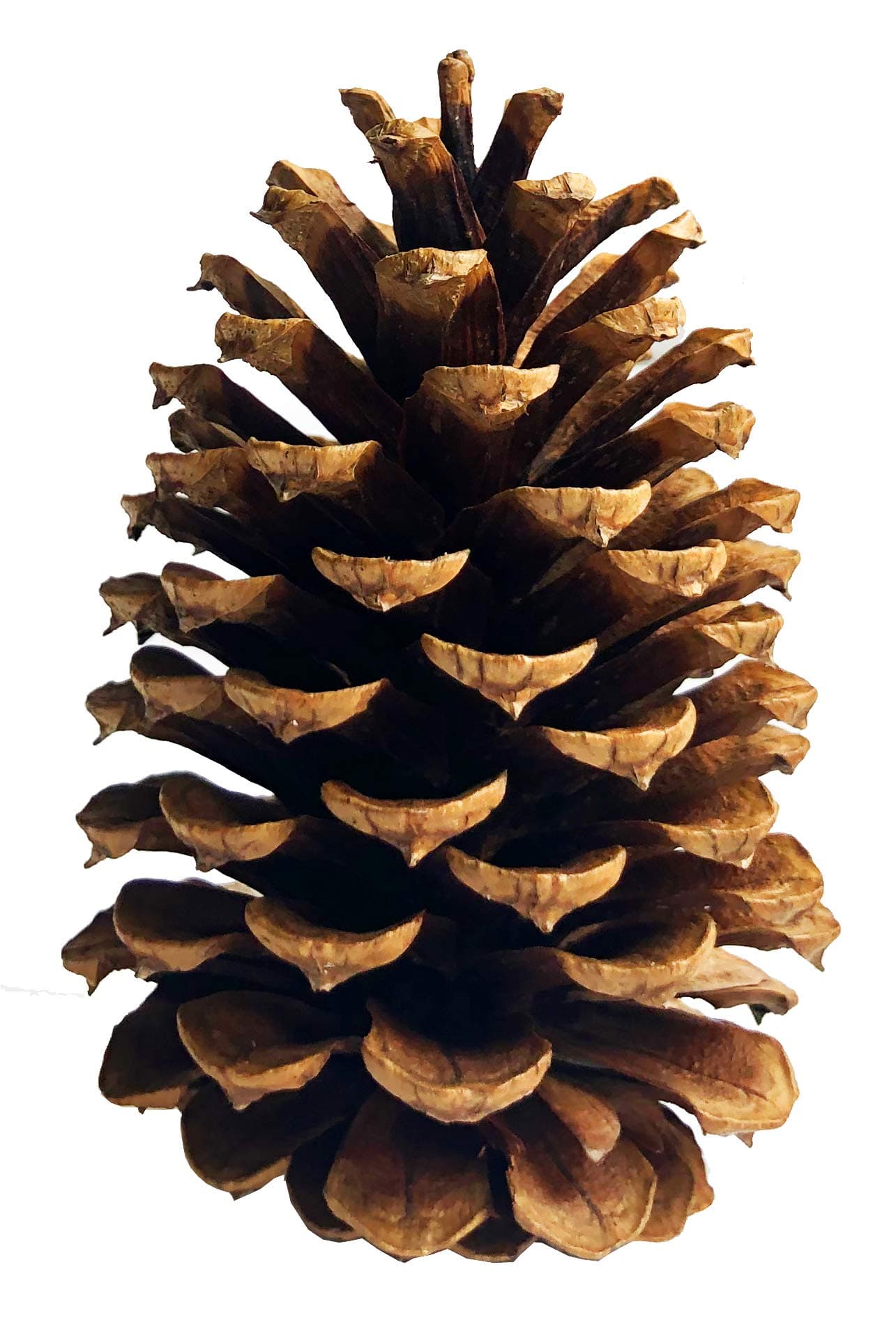 24 PineCones 3" to 4” Tall Bulk Package All Natural, Bug Free, and Perfect for Crafting for Home Accent Decor Pine Cones - UNSCENTED (24)