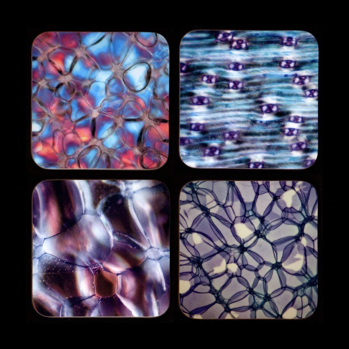 Botany Coasters - 4 botanical microscope image coasters - great gift for science teachers - Plant Science Coasters Placemats