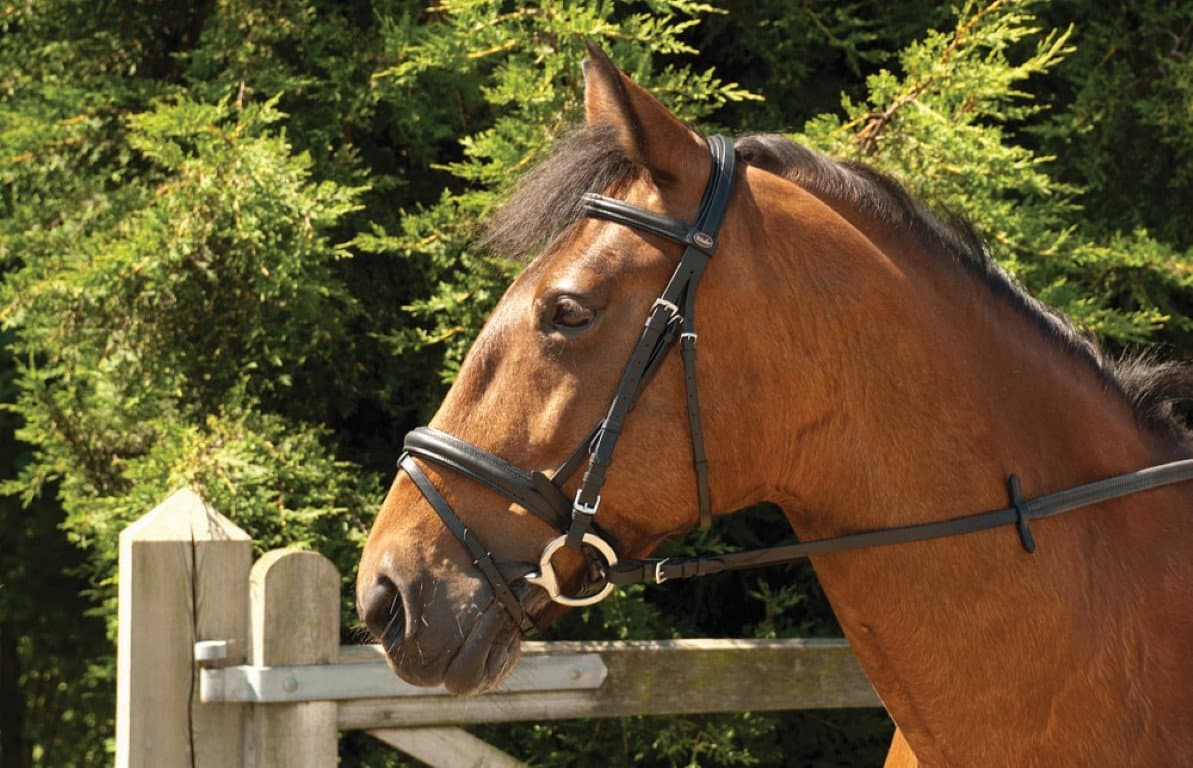 Windsor Equestrian Horses Comfort Bridle