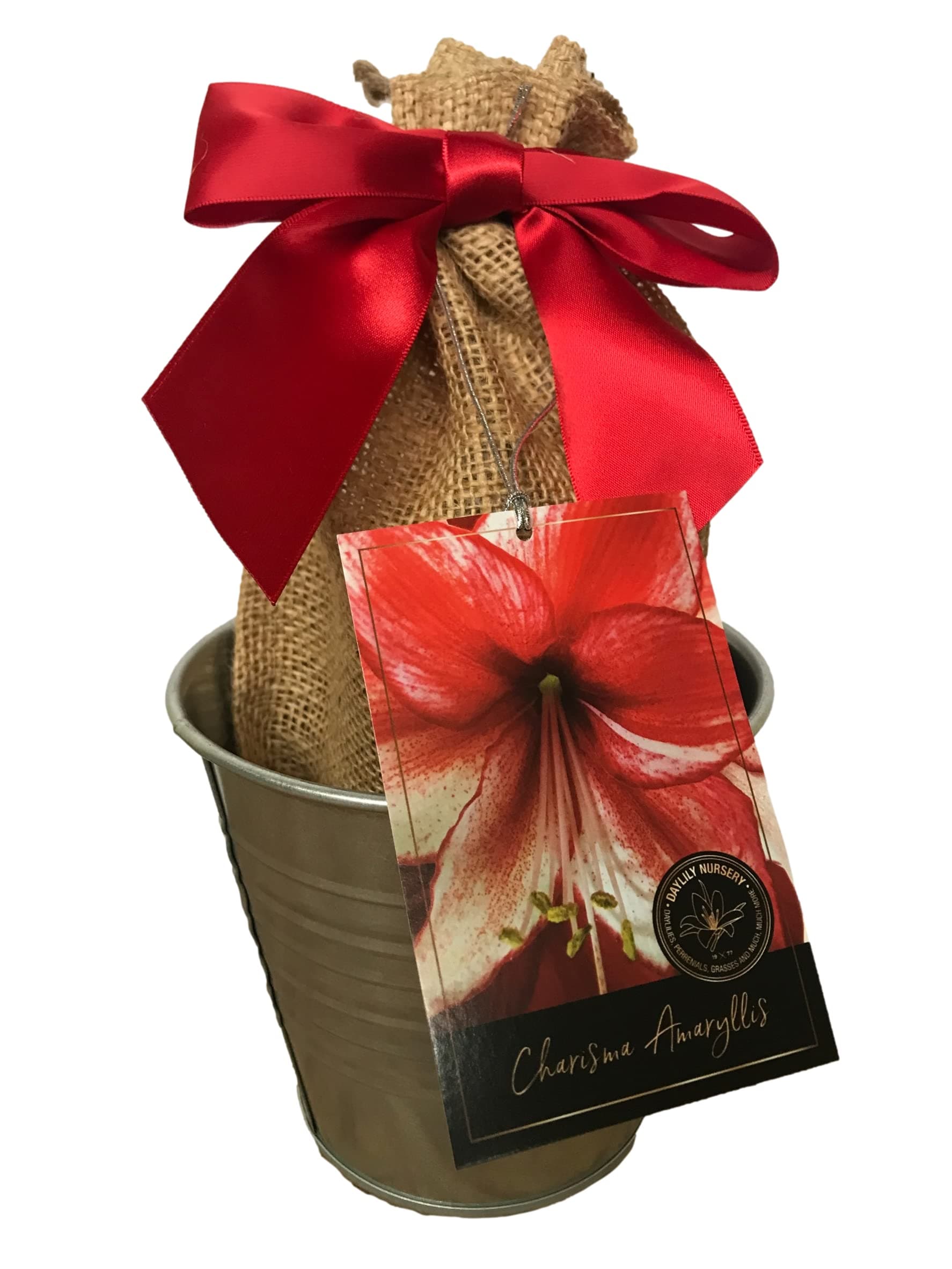 Tin Charisma Amaryllis Holiday Gift Growing Kit, Deluxe Edition. Includes a Rustic Tin Pot, a Large Charisma Bulb in a Burlap Bag with a Red Ribbon and Growing Medium