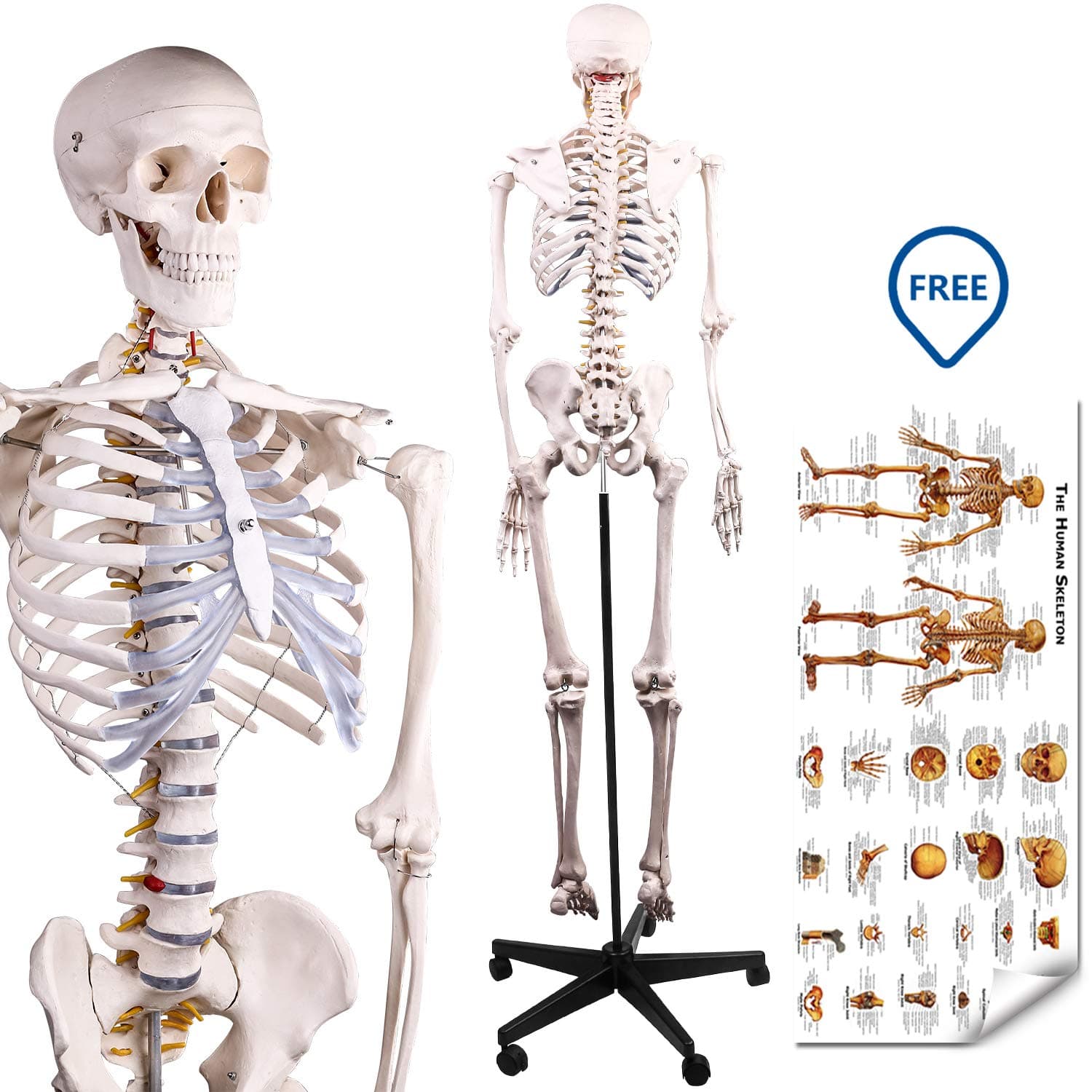 RONTEN Human Skeleton Model, Anatomical Skeleton lifesize 70.8 in, including booth + cover + poster