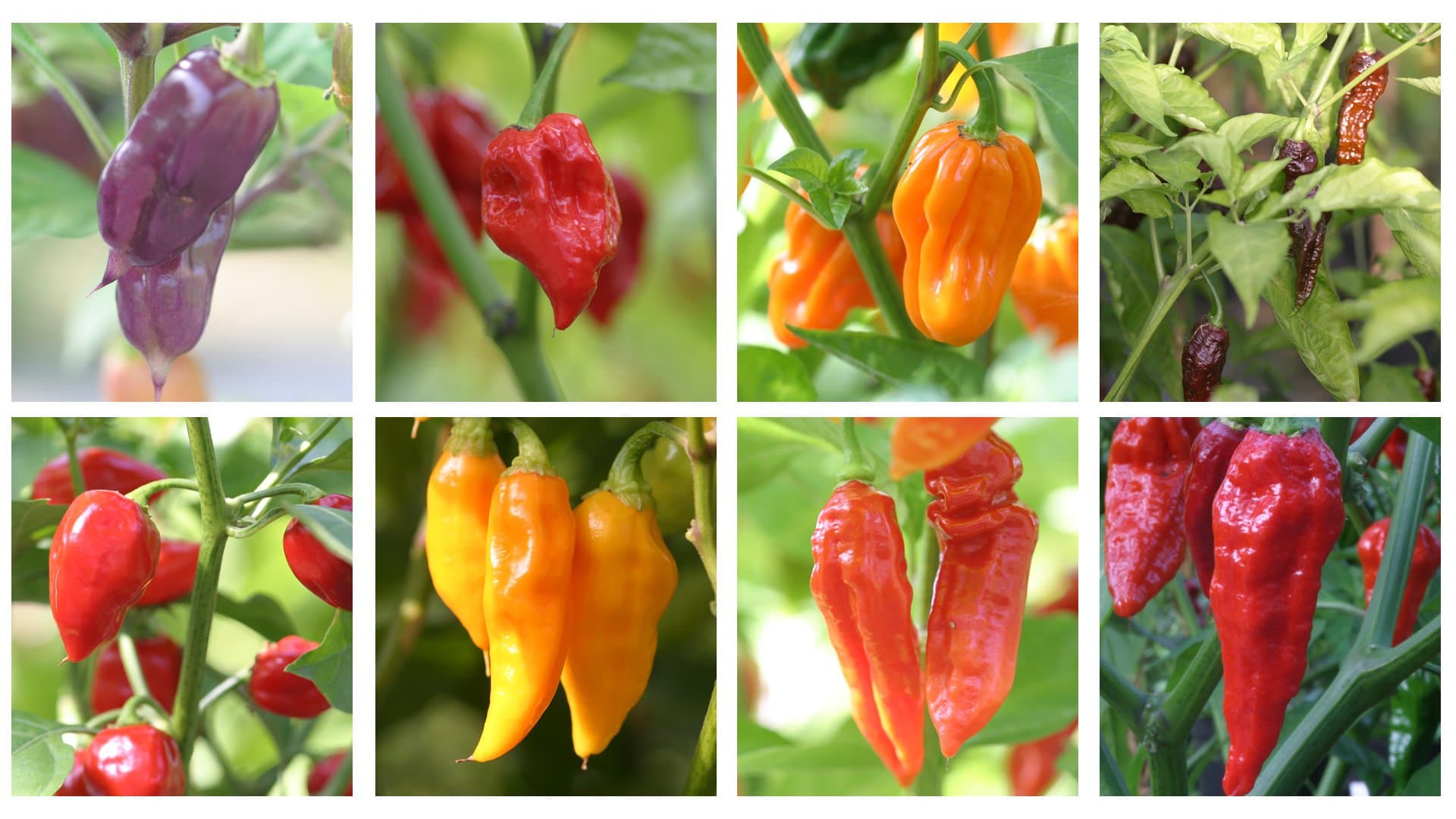 Super Hot Chilli Pepper Seed Collection. 10 Seeds Professionally Graded